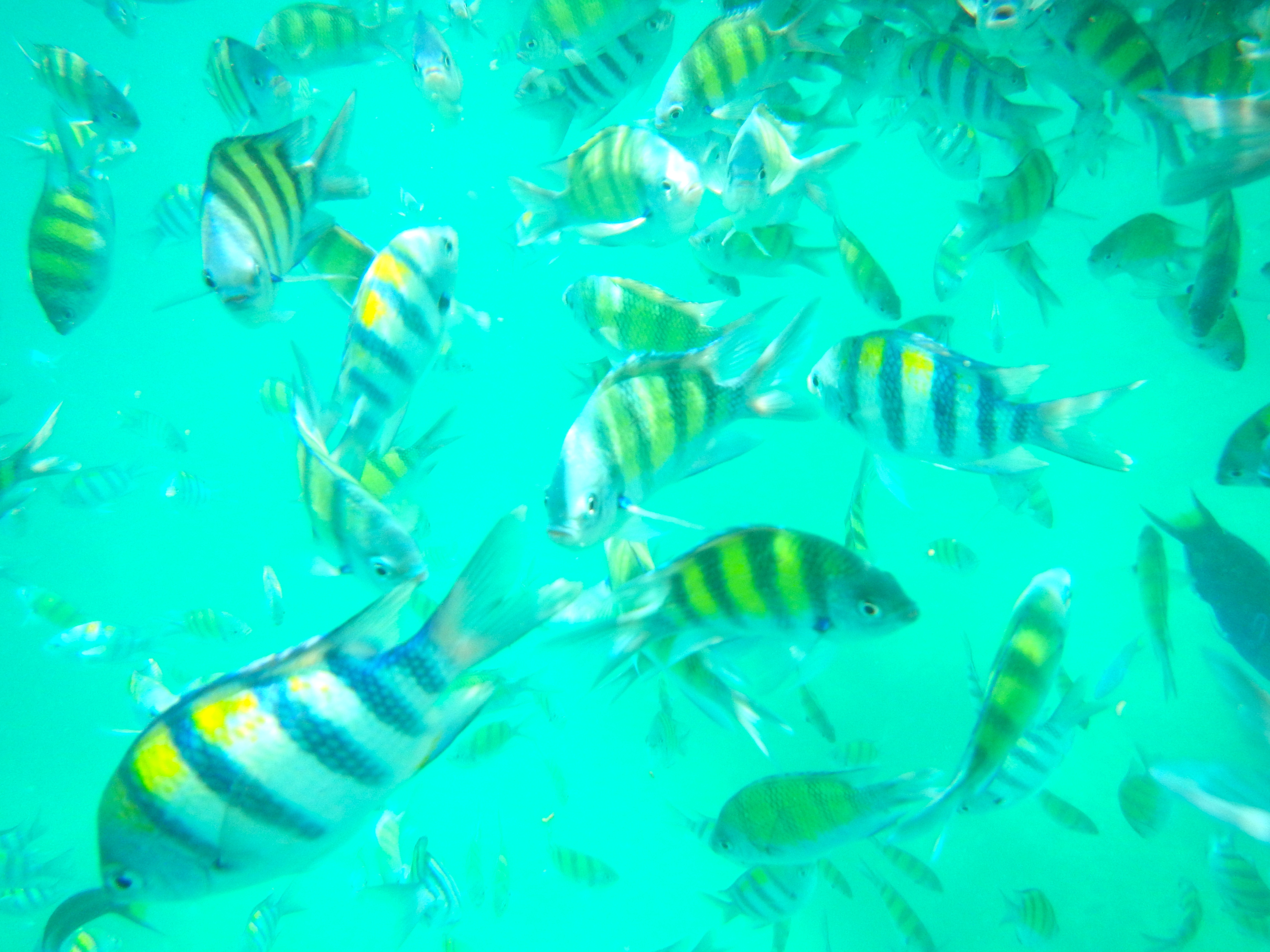 Phi Phi Islands Thailand LocalBini BiniBlog Blogger Daphne Lambi Travel Inspiration Journal Fish Clear Blue Underwater Sea Thailand 