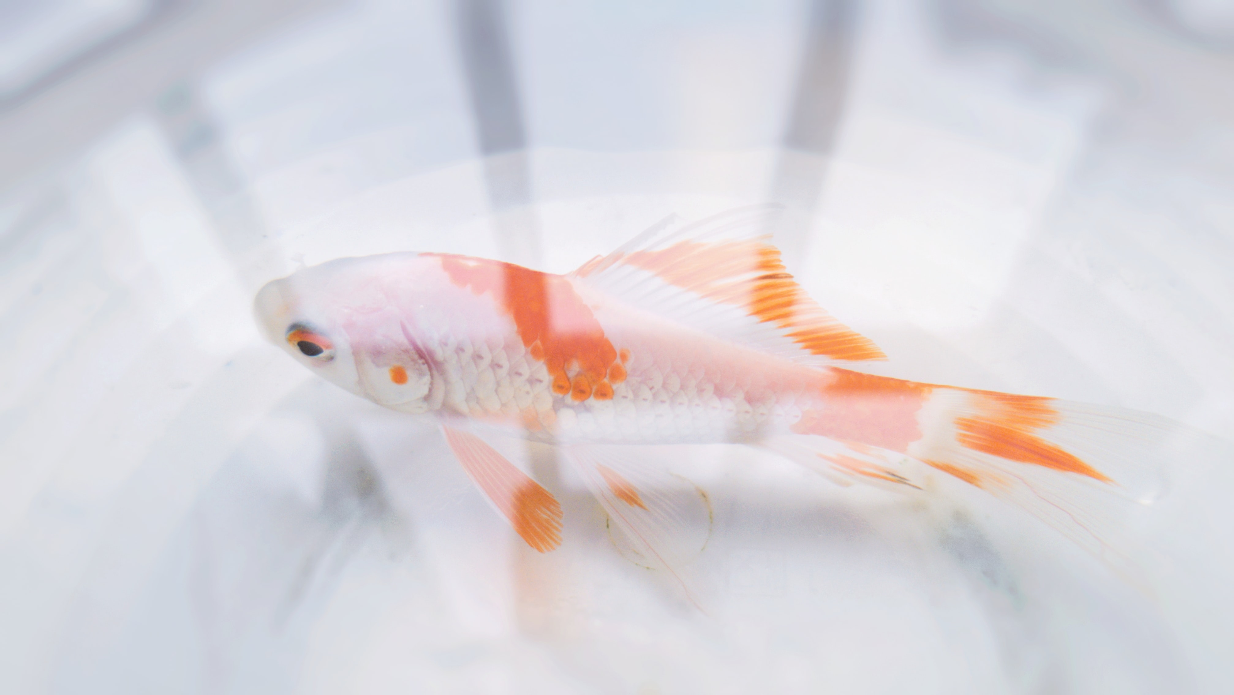 carp fish swimming in water bathtub before Christmas eve dinner Eastern Europe