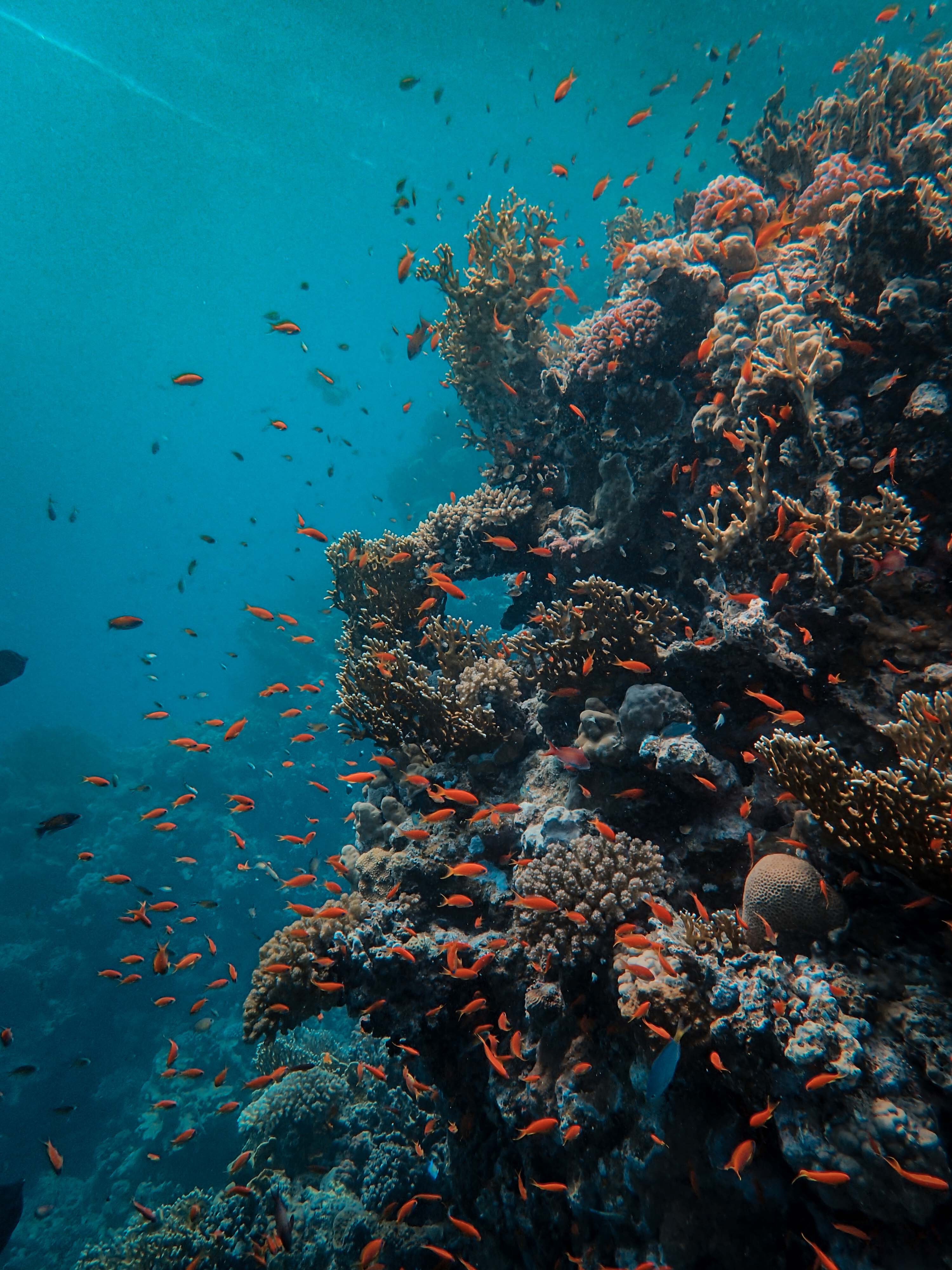 live camera coral reef marine life pacific ocean fish underwater home, rustic, plant, wooden table, terrarium, virtual, localbini, biniblog, ecofriendly