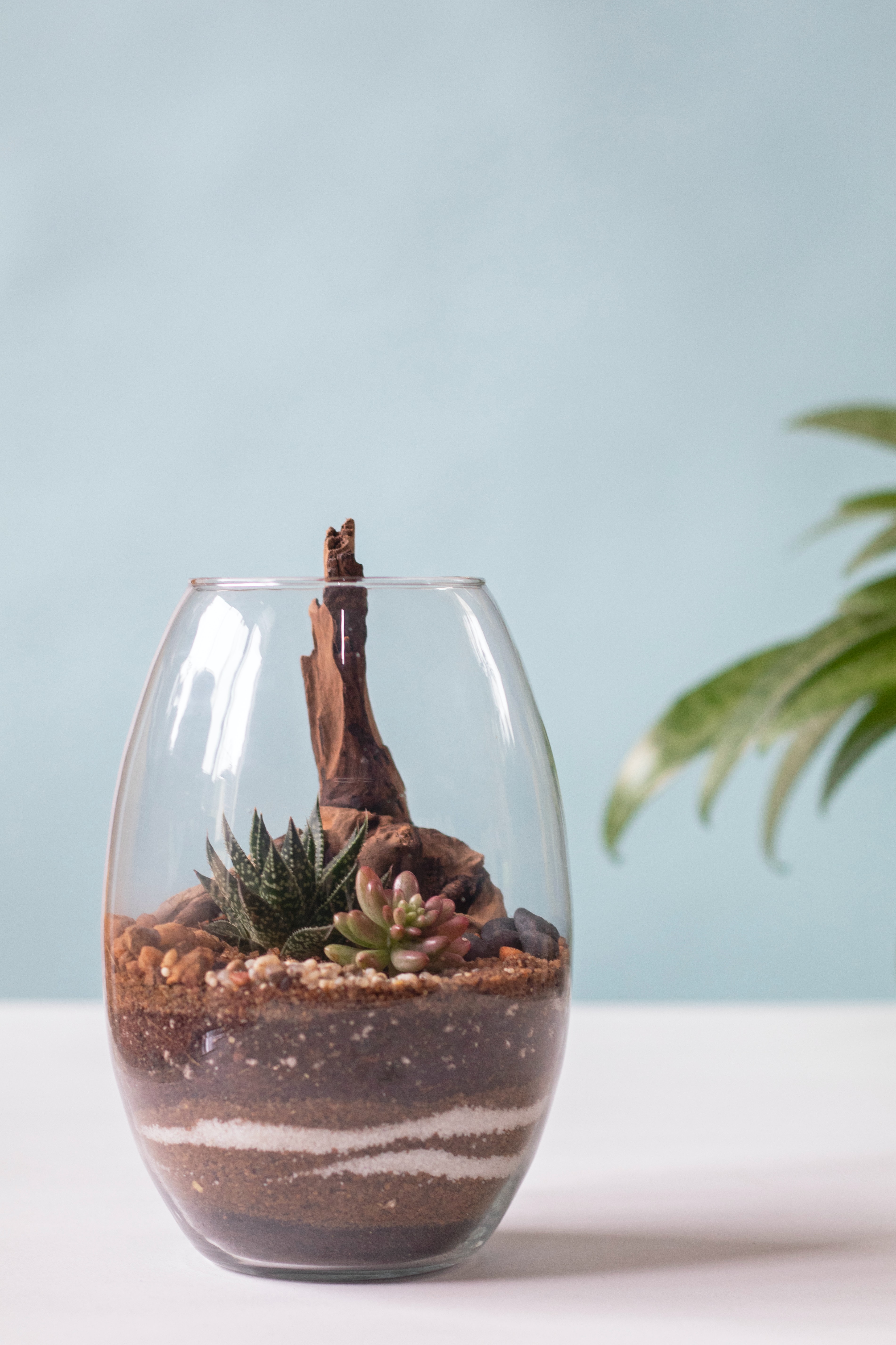 live camera coral reef marine life pacific ocean fish underwater home, rustic, plant, wooden table, terrarium, virtual, localbini, biniblog, ecofriendly, alaska, virtual tour nature at home plant pot 