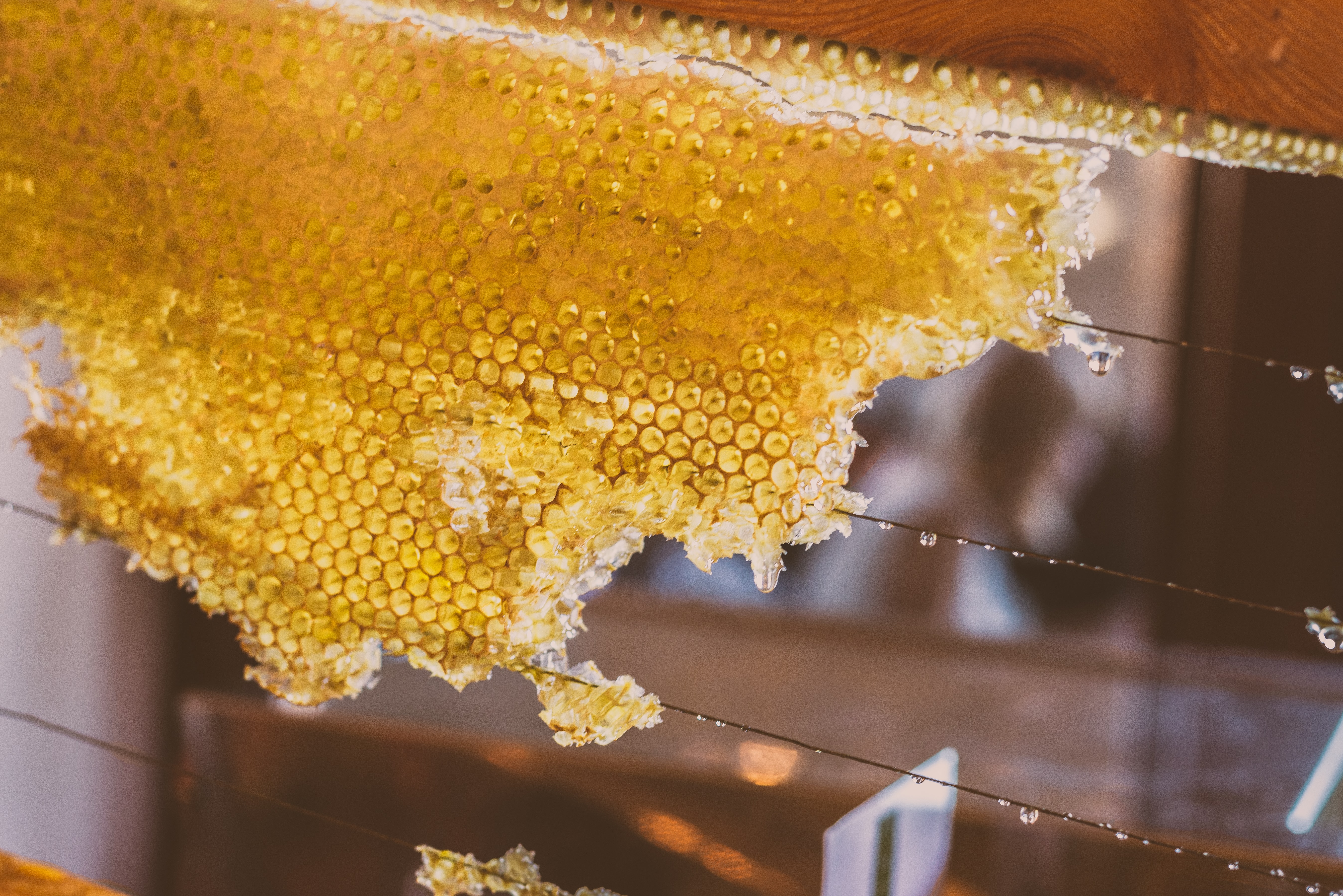 foodie, adventure, local, experience, local, guide, honey, slovenia, bees, bee-keeping, honey, honeycomb