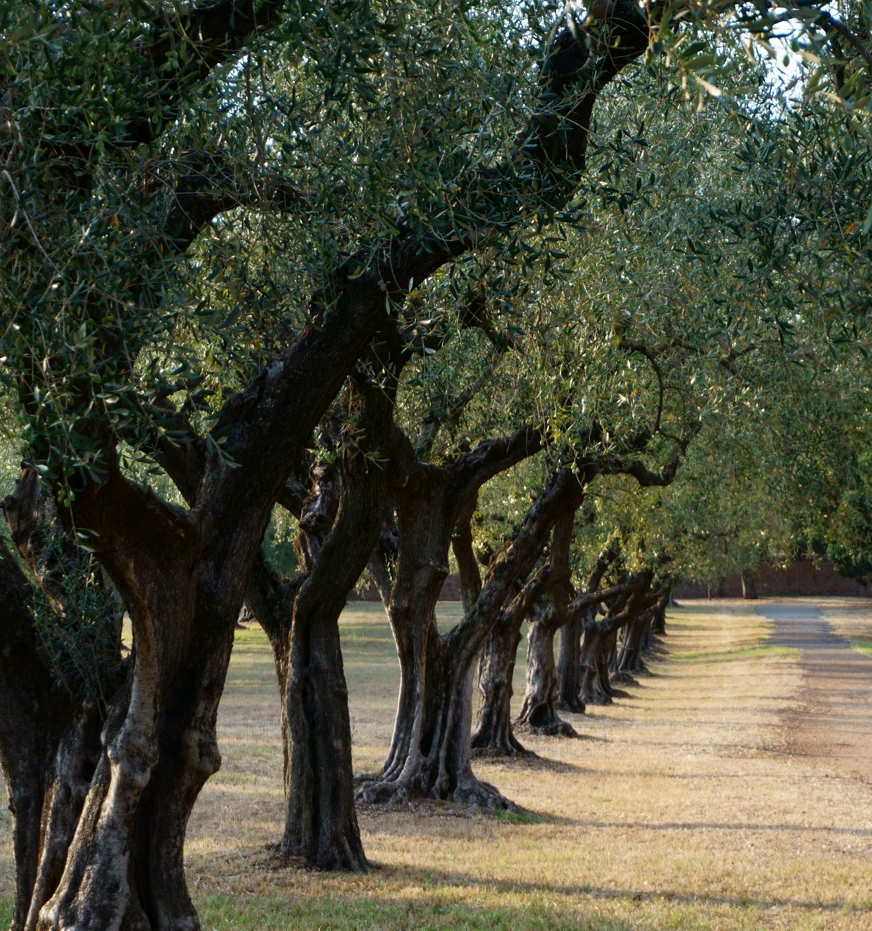 Messinia, Greece, Kalamata, Olives, Olive Oil, Picnic, Mediterranean, Food, Experience, LocalBini, BiniBlog, olive grove