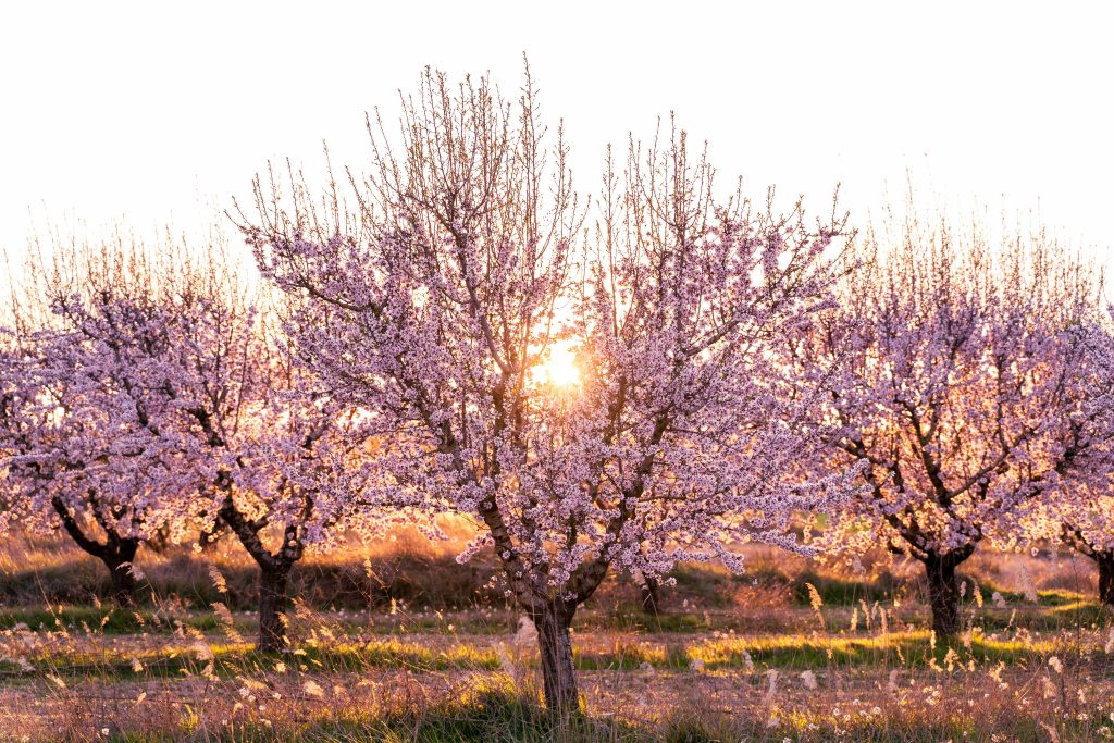 La Conreria de Scala Dei, Almond trees, vineyard